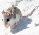 עכבר החוף