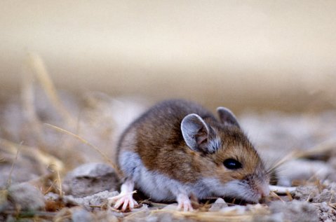 עכבר האייל