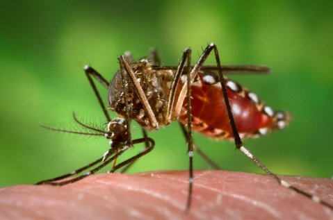 יתושת אדס מצרי (Aedes aegypti)