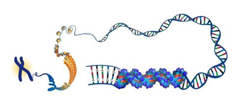 מבנה ואריזת ה-DNA