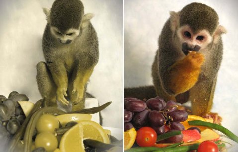 הקוף דלטון כפי שרואה אותו מישהו עם עיוורון צבעים לאדום-ירוק (שמאל) וכפי שרואה אותו מי שהראייה שלו "נורמלית" - מבוססת על שלושה צבעים (ימין).