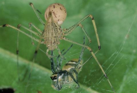 עכביש יורקן מתכונן לאכילת עכביש פינטלה