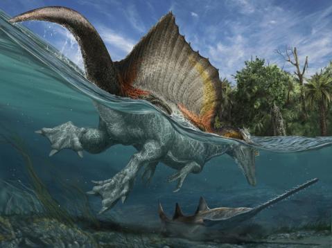 ספינוזאורוס שוחה אחרי דג מסור