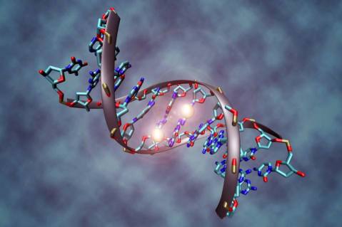 מתילציה של שני נוקלאוטידים ב-DNA