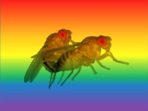 זבובי דרוזופילה מזדווגים על רקע צבעי הגאווה