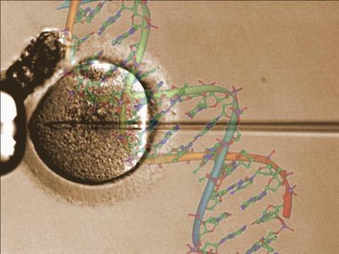 הפריה חוץ-גופית בשיטת ICSI (הזרקת זרע ציטופלזמטית) ואיור DNA