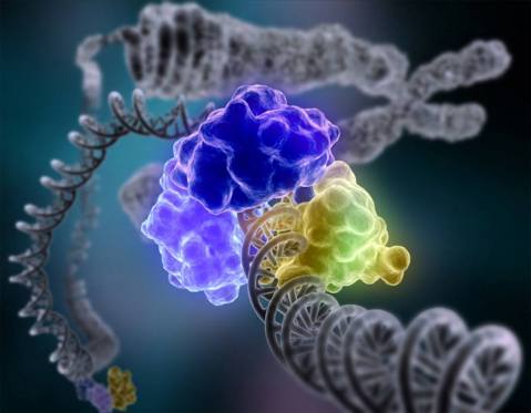 אנזים מיוחד, DNA ליגאז, מקיף את הסליל הכפול כדי לתקן גדיל DNA פגום.
