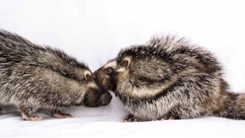 Two African crested rats stand face to face, nuzzling each other. The rodents are rabbit-sized and resembles a gray puffball crossed with a skunk. Their fur is various shades or brown and gray, with dark stripts that line its flanks from leg to its face.